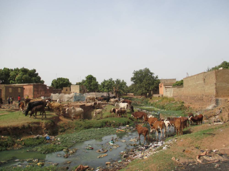 Disputes over cows in Africa